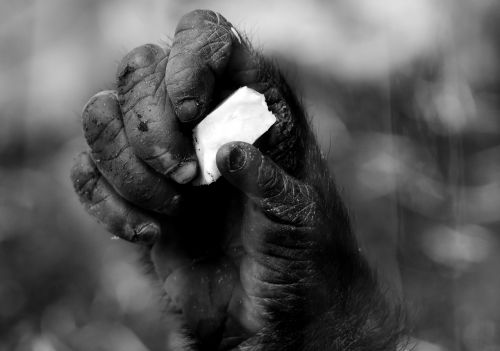 hand monkey gorilla