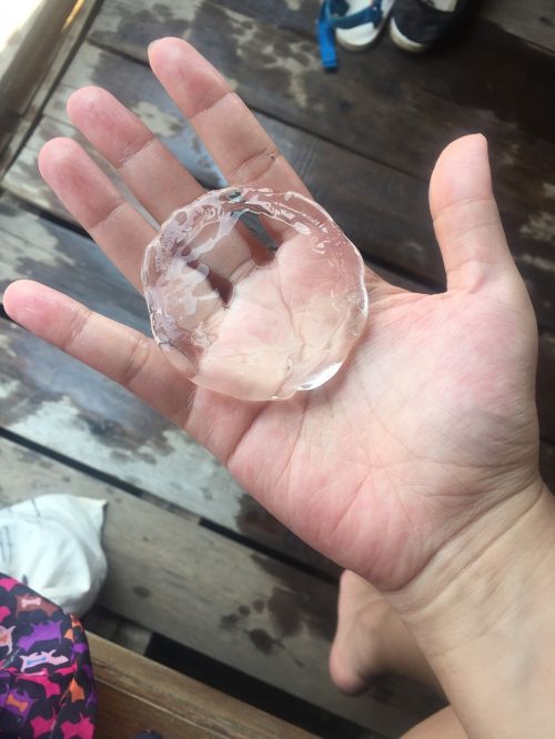 hand jellyfish clear