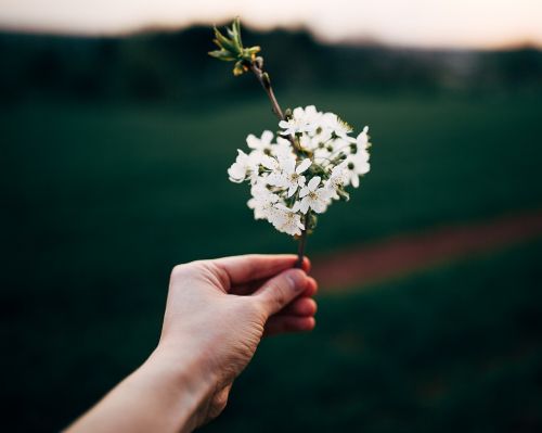 hand flower blossoms