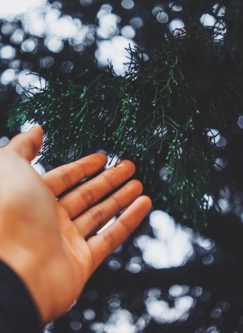 hand palm bokeh