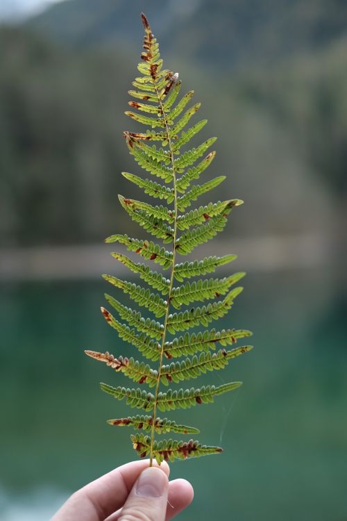 hand leaf fern