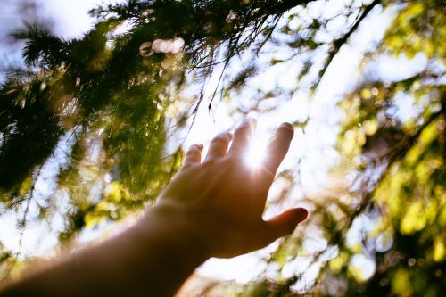 hand tree leaves