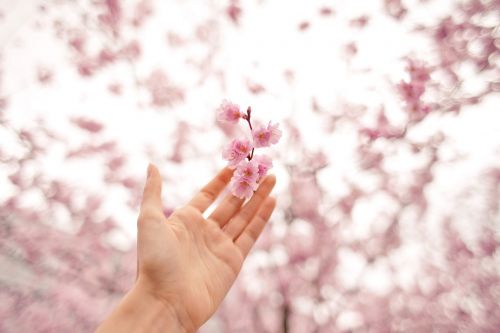 hand flower blossoms