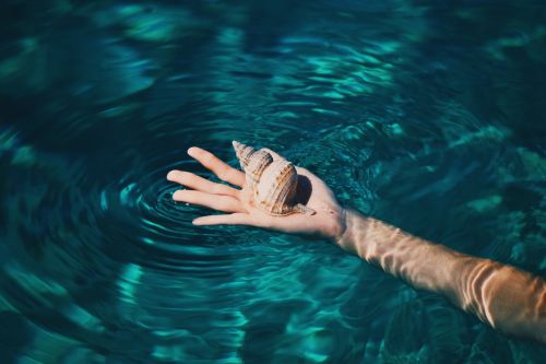hand seashell water