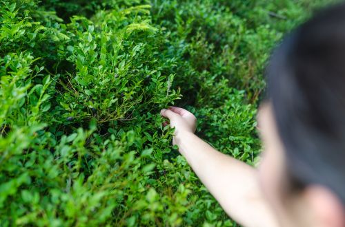 hand berry nature