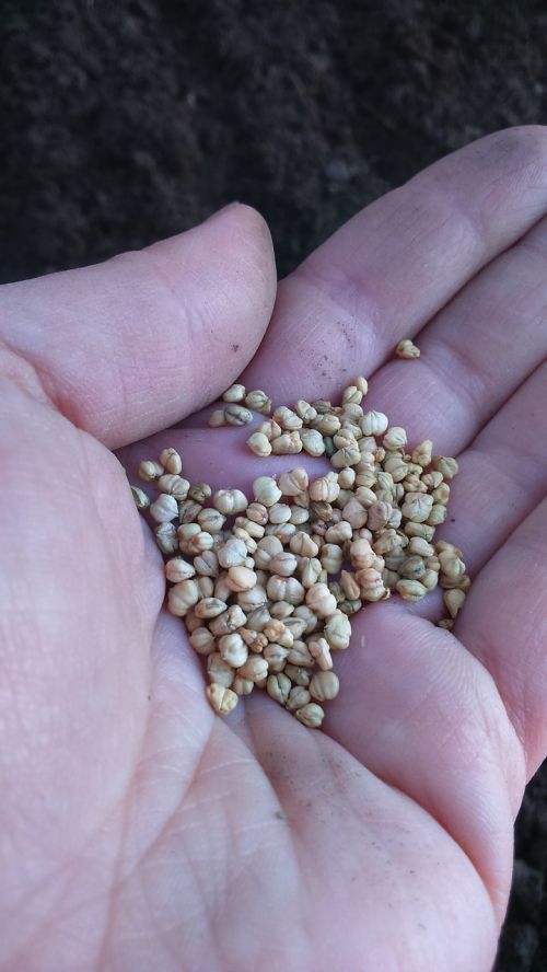 hand seeds seeds roszponki