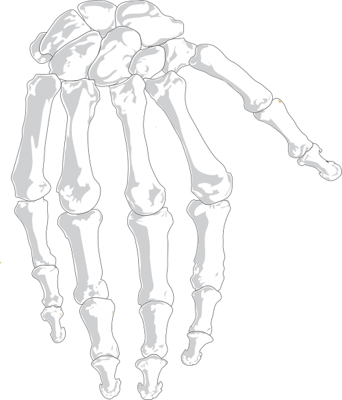hand human bones