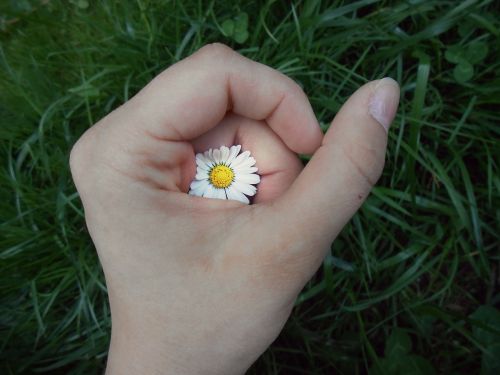 hand flower daisy