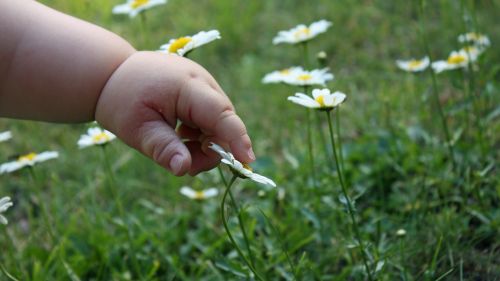hand children flowers