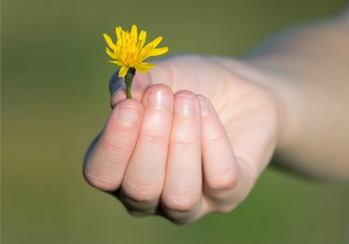 hand  gift  flower