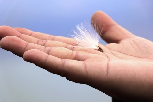 hand  feather  dandelion