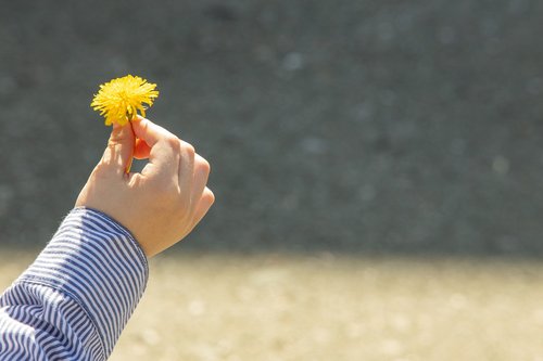 hand  dandelion  flower