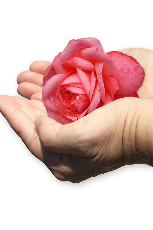 hand shell rose