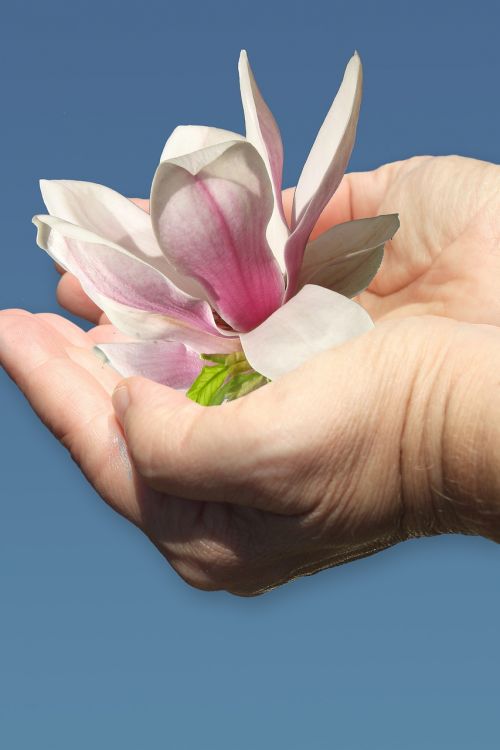 hand magnolia give