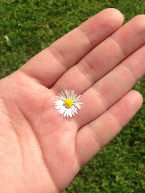 hand daisy meadow