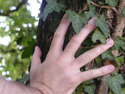 hand tree bark