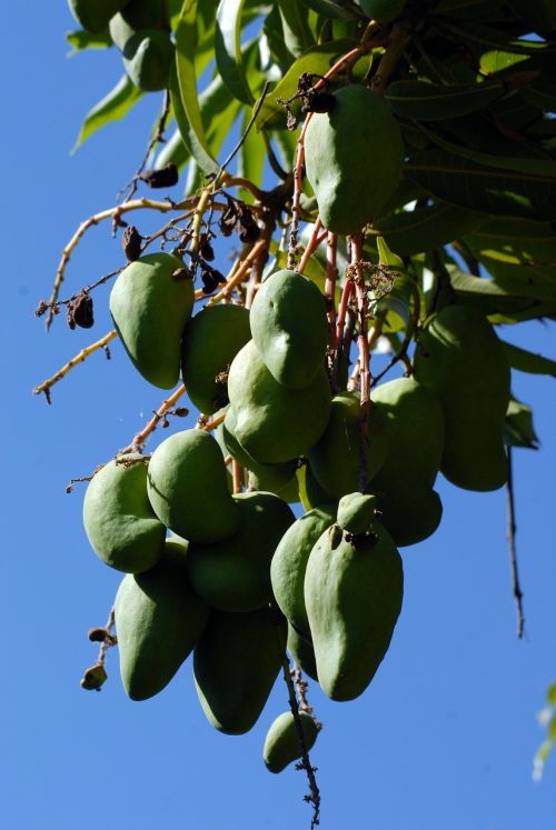 handles tree branch