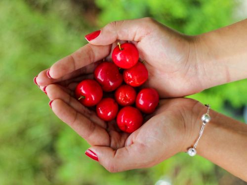 hands holding cherries