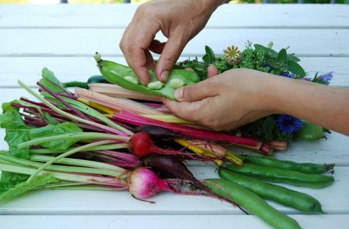 hands vegetables cultivation