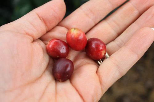 hands coffee grain