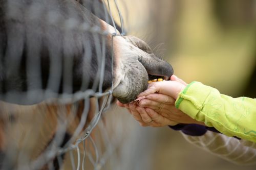 hands donkey feeding