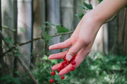 hands berries garden