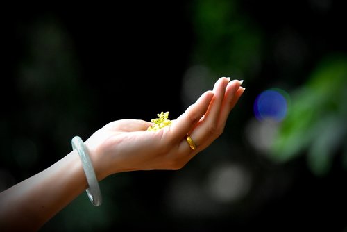 hands  light  flower