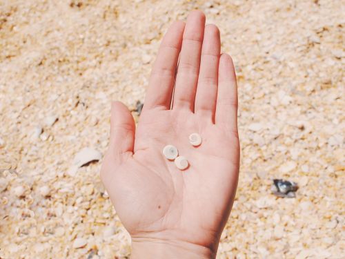 hands seashells beach