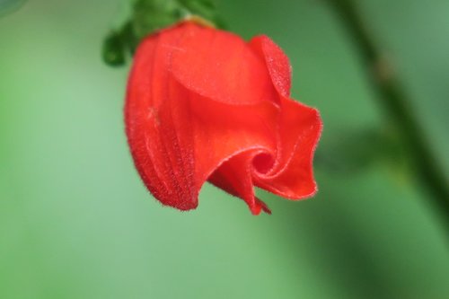 hanging bell flower  nature  flower