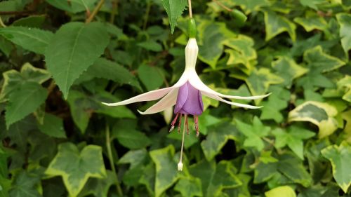 hanging clock flower spring morning