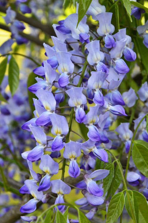 hanging flower spring garden