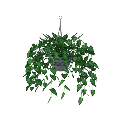 hanging plant  leaves  planter