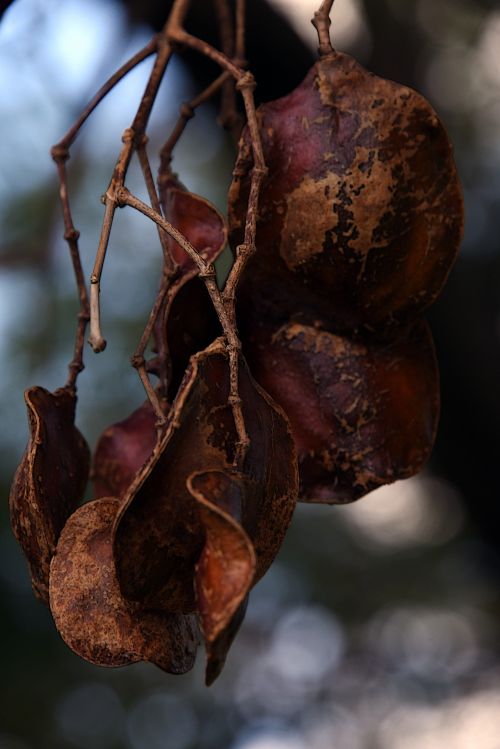 Hanging Seed Pods
