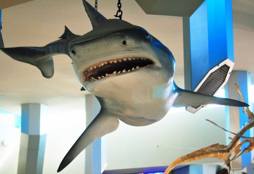 Hanging Shark Model