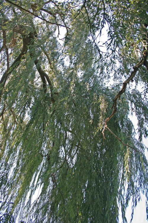 Hanging Weeping Willow Branches