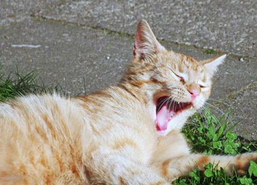 cat outdoor sun