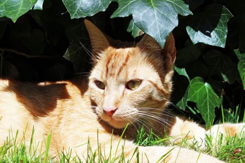 cat outdoor sun