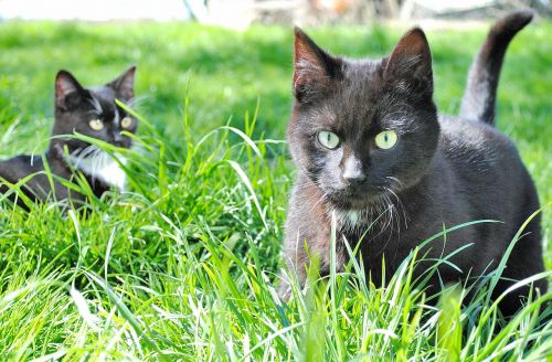 cat domestic cat curious