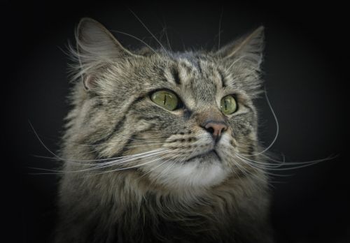 cat norwegian forest cat green eyes