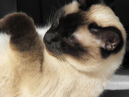 cat siamese cat siam