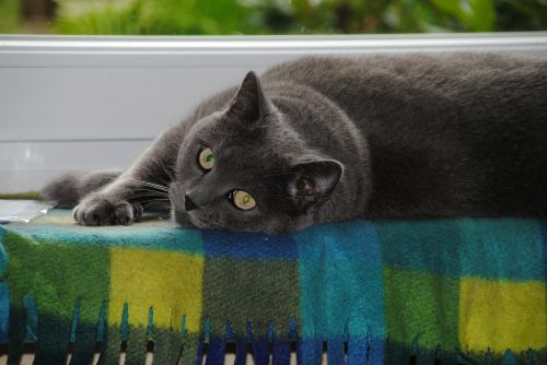 cat grey animal