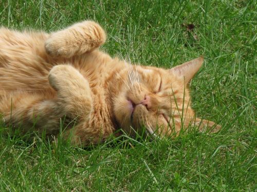 cat ginger relax