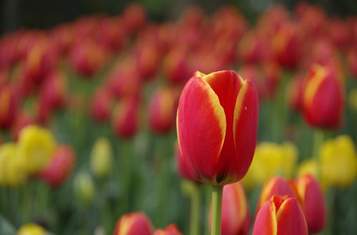 hangzhou park tulip