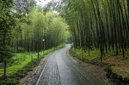 hangzhou  the cloud dwelling and bamboo path  green