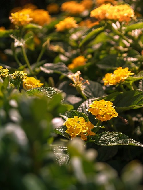 hannover  flowers  yellow