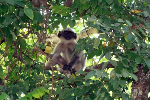hanuman langur baby monkey