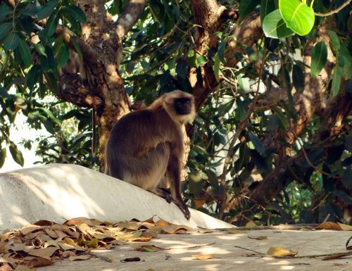 hanuman langur monkey jamun tree