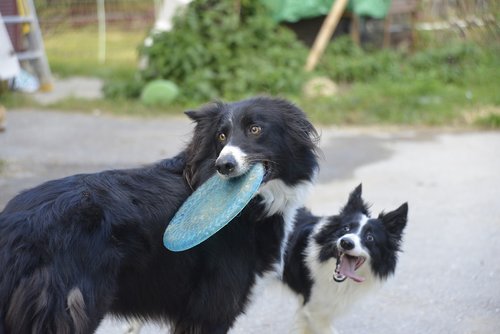 happy  dog  frisbee