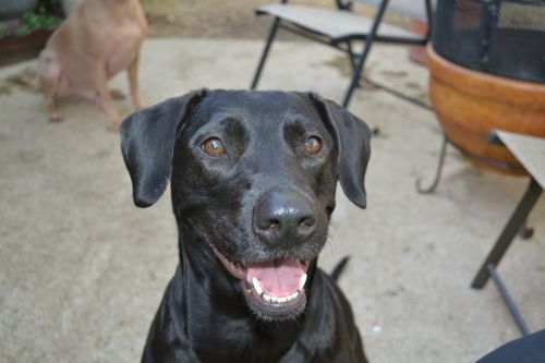 happy dog animal