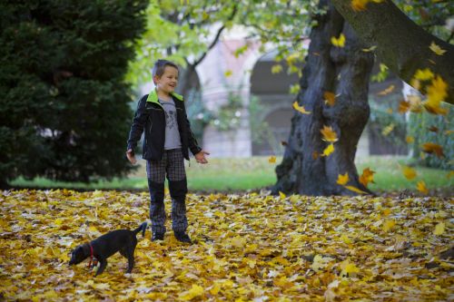 Happy Boy And Autumn Leaves